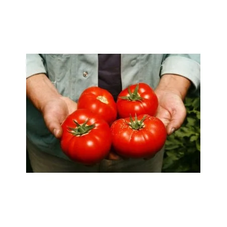Seminte de tomate Mahitos F1, 1000 sem