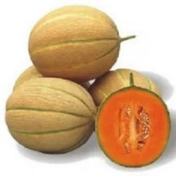 Seminte pepene Centro 100 sem