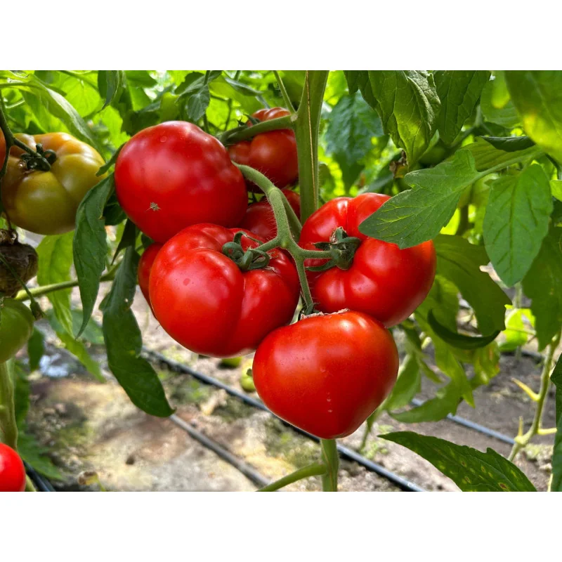 Seminte de Tomate Costared RZ F1-1000 sem