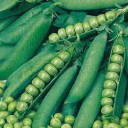 Seminte Mazare Zsuzsi 500 gr