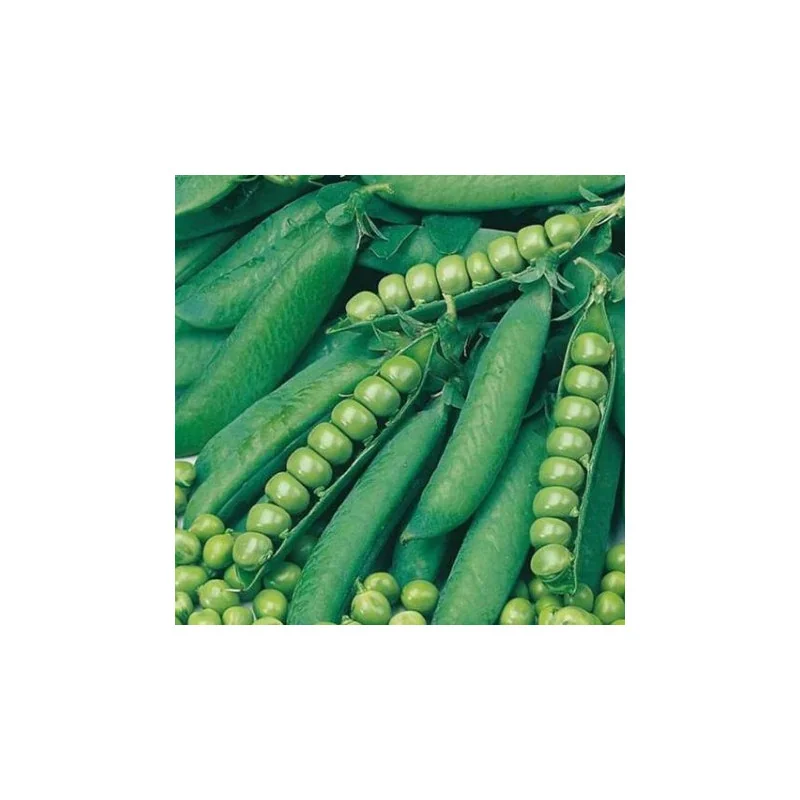 Seminte Mazare Zsuzsi 500 gr