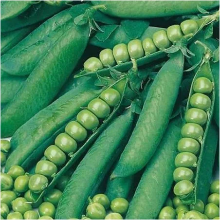 Seminte Mazare Zsuzsi 1 KG
