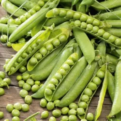 Seminte Mazare Kelvedon Wonder - 1 kg