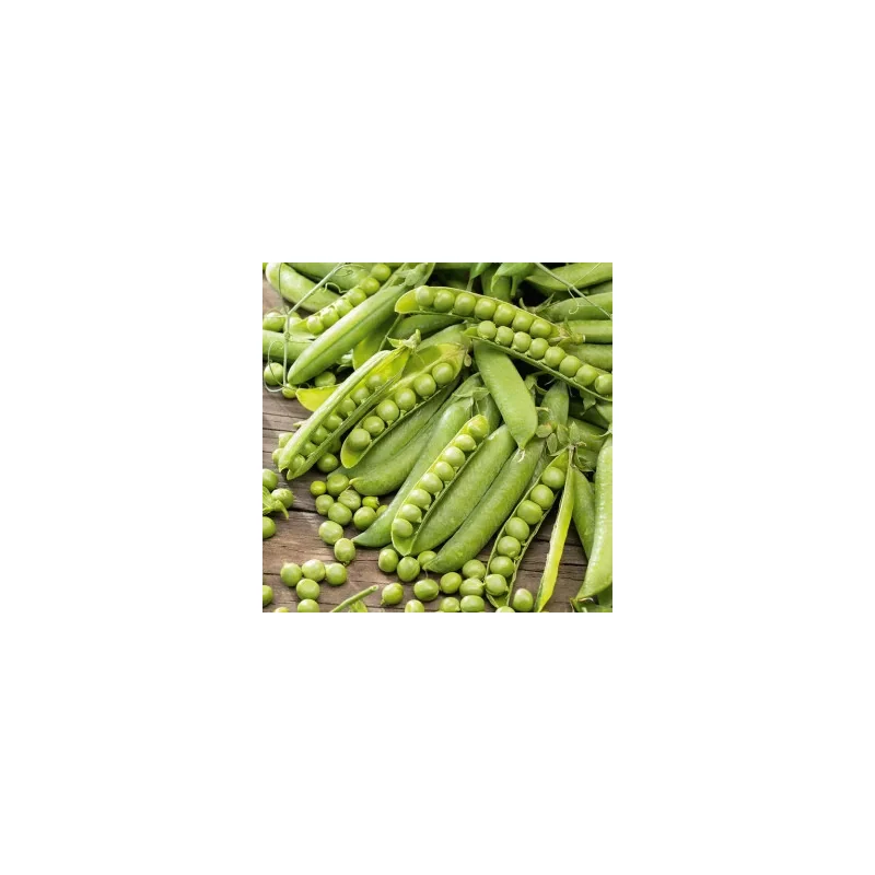 Seminte Mazare Kelvedon Wonder - 1 kg