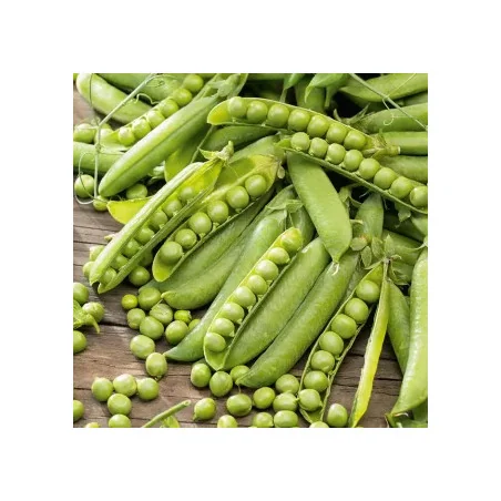 Seminte Mazare Kelvedon Wonder - 1 kg