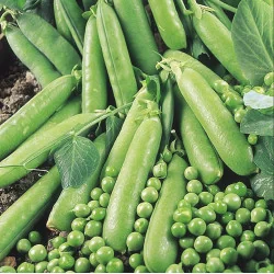 Seminte de Mazare Avola 1 kg