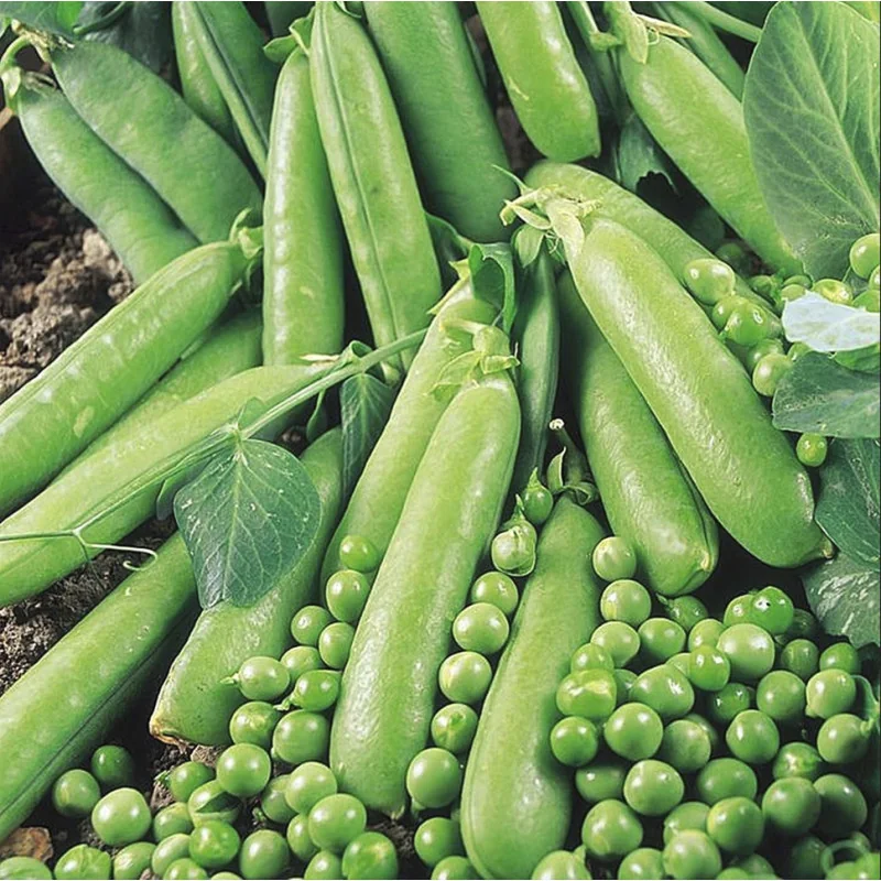 Seminte de Mazare Avola 1 kg