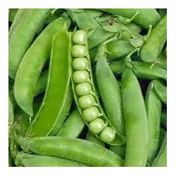 Seminte de mazare Oskar - 500 gr