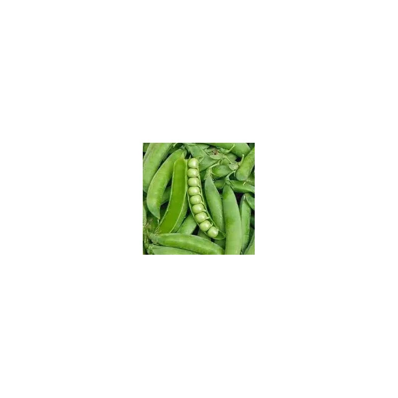 Seminte de mazare Oskar - 500 gr