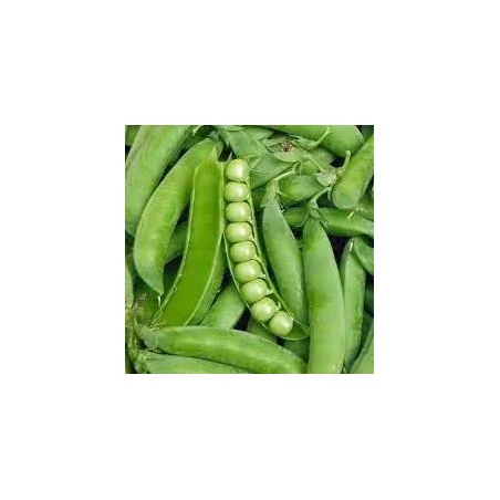 Seminte de mazare Oskar - 500 gr