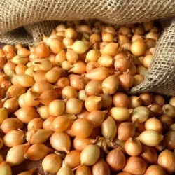 Ceapa Stuttgarter Riesen 0.5 kg, marime 8/21
