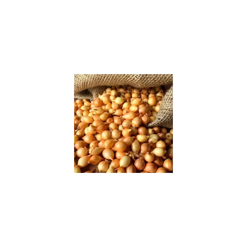 Ceapa Stuttgarter Riesen 0.5 kg, marime 8/21