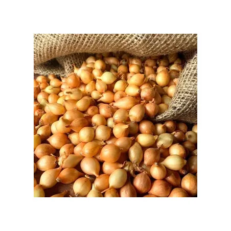 Ceapa Stuttgarter Riesen 0.5 kg, marime 8/21