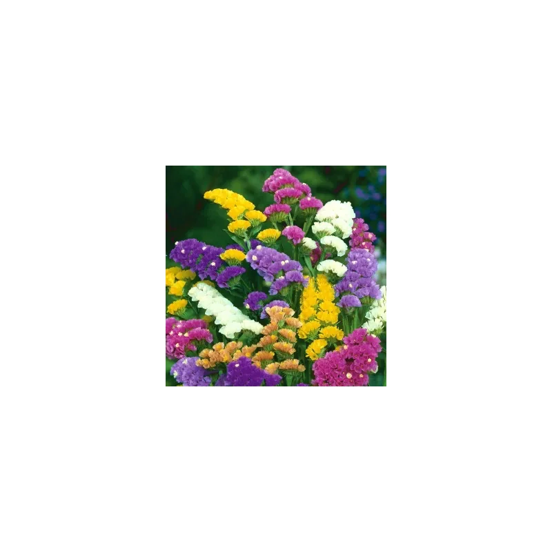 Seminte de flori Saraturica mix , Agrosem 0.1Gr.