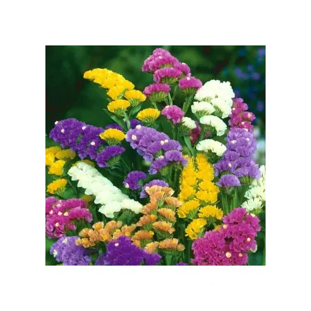 Seminte de flori Saraturica mix , Agrosem 0.1Gr.