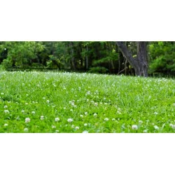 Trifoi Alb Pitic Rivendel DLF 1KG – Semințe Trifolium repens pentru Gazon Rezistent și Întreținere Redusă