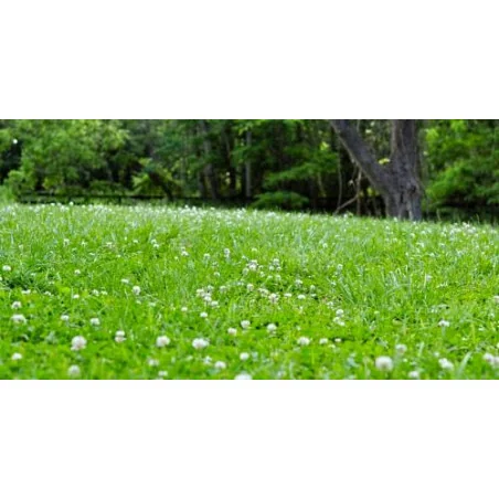 Trifoi Alb Pitic Rivendel DLF 1KG – Semințe Trifolium repens pentru Gazon Rezistent și Întreținere Redusă