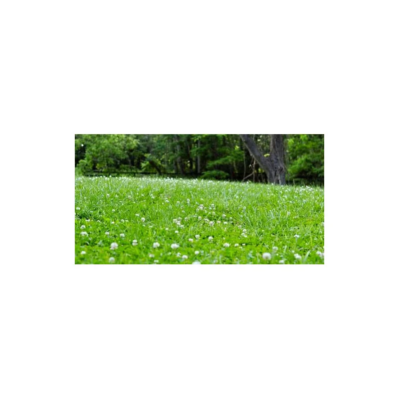 Trifoi Alb Rivendel Huia DLF 25KG– Semințe Trifolium repens pentru Gazon Natural, Rezistent la Călcare 1kg