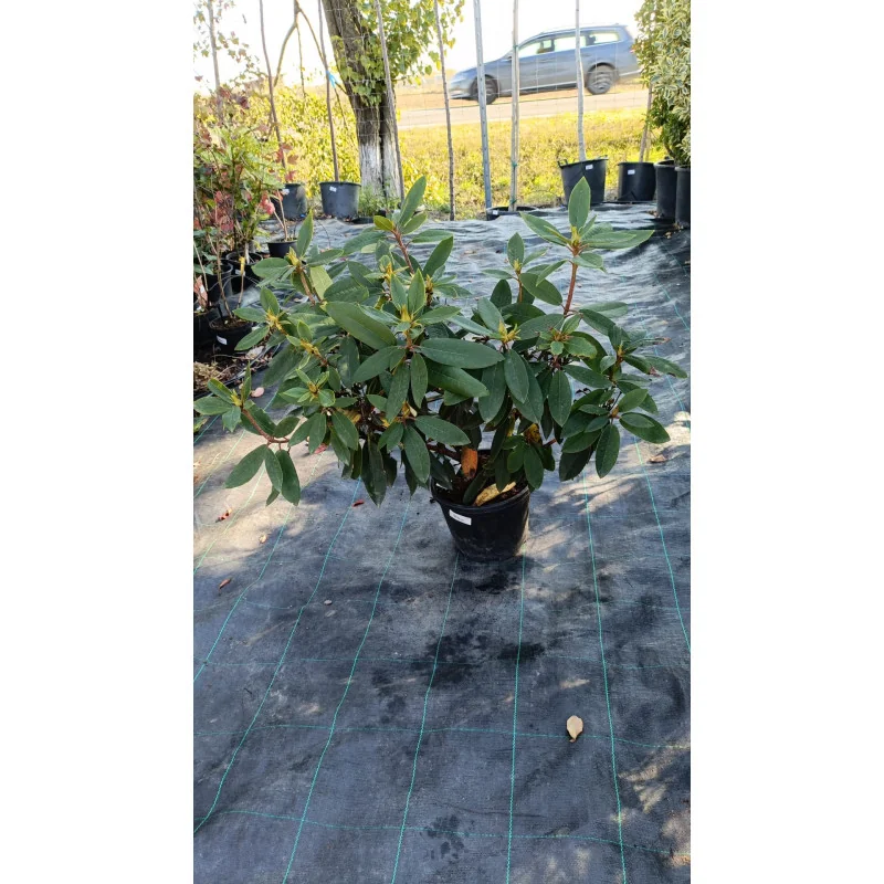 Rhododendron ‘Red Jack’ 5L — Rododendron Roșu cu Flori Mari | Arbust Ornamental pentru Grădină și Ghiveci