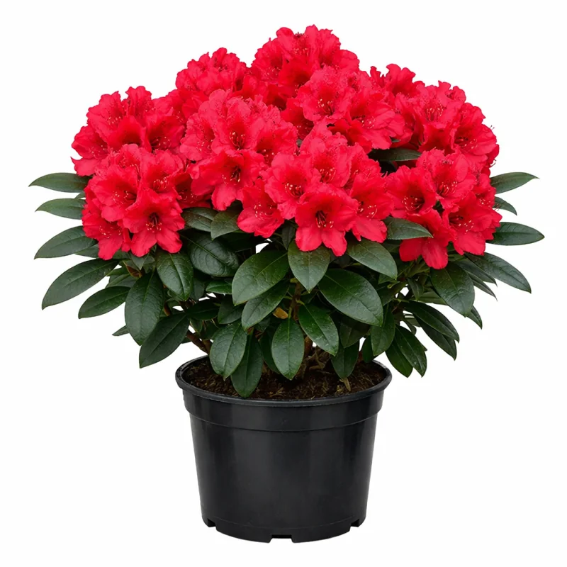 Rhododendron ‘Red Jack’ 5L — Rododendron Roșu cu Flori Mari | Arbust Ornamental pentru Grădină și Ghiveci
