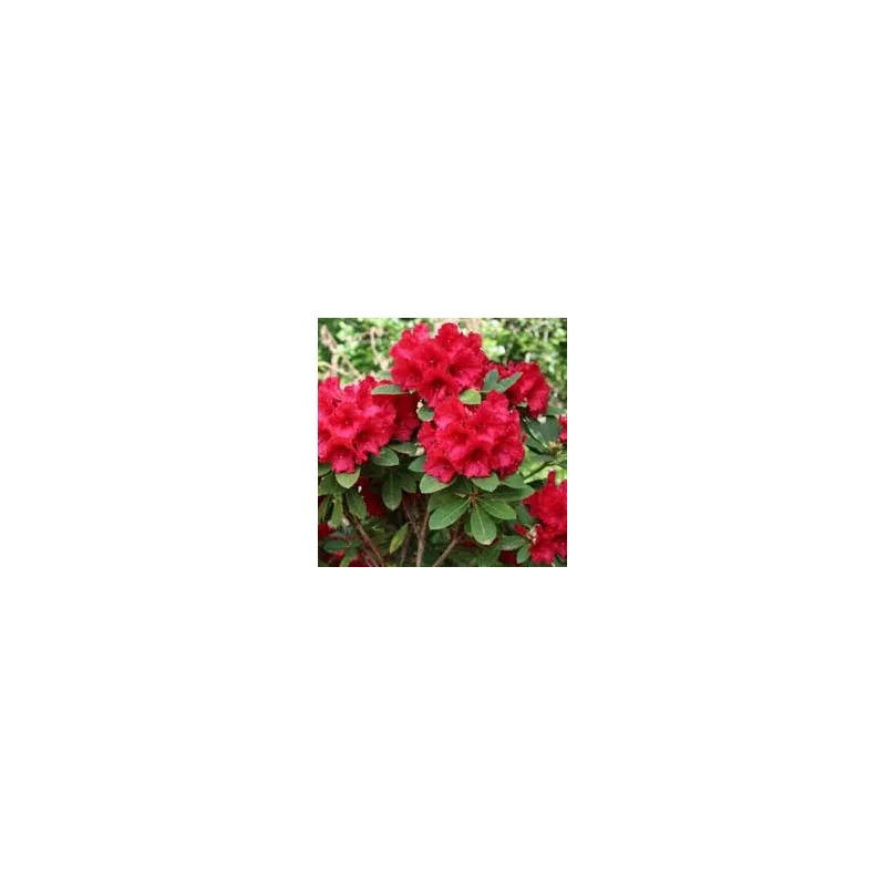 Rhododendron ‘Red Jack’ 5L — Rododendron Roșu cu Flori Mari | Arbust Ornamental pentru Grădină și Ghiveci