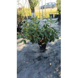Rhododendron ‘Nova Zembla’ 5L — Rododendron Roșu Veșnic Verde | Arbust Ornamental Rezistent la Ger pentru Grădină