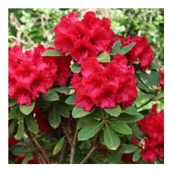 Rhododendron ‘Nova Zembla’ 5L — Rododendron Roșu Veșnic Verde | Arbust Ornamental Rezistent la Ger pentru Grădină