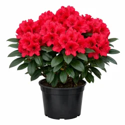 Rhododendron ‘Nova Zembla’ 5L — Rododendron Roșu Veșnic Verde | Arbust Ornamental Rezistent la Ger pentru Grădină