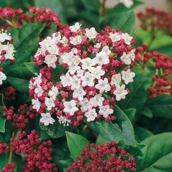 Viburnum tinus V23 – Călin de Iarnă / Laur Englezesc | Arbust Veșnic Verde pentru Gard Viu și Grădină