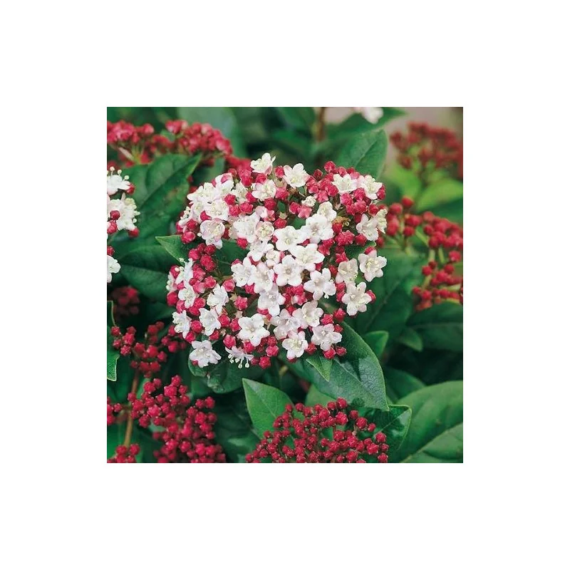 Viburnum tinus V23 – Călin de Iarnă / Laur Englezesc | Arbust Veșnic Verde pentru Gard Viu și Grădină