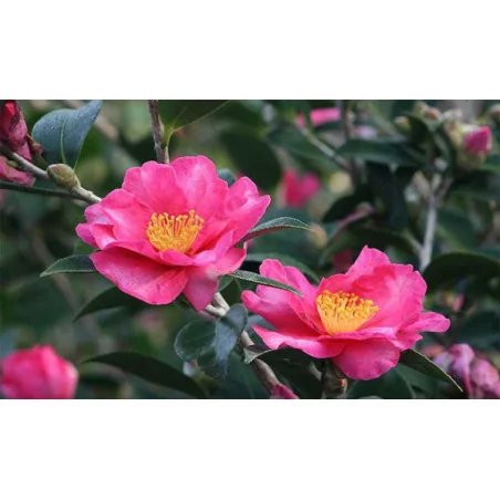 Camellia japonica ‘California’ 70–80 cm – Camelia Japoneză cu Flori Roz | Arbust Veșnic Verde pentru Grădină