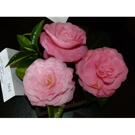 Camellia japonica ‘Nuccio's Cameo’ 70–80 cm – Camelia Japoneză cu Flori Roz Duble | Arbust Veșnic Verde pentru Grădină