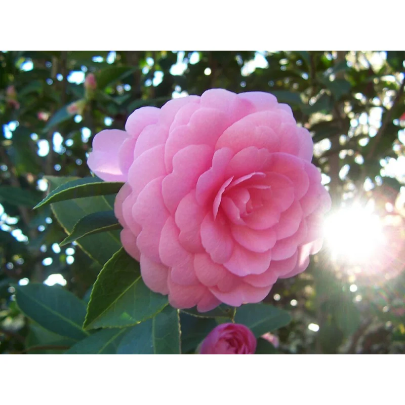 Camellia japonica ‘otome’ 70–80 cm – Camelia Japoneză cu Flori Roz Pal | Arbust Veșnic Verde pentru Grădină