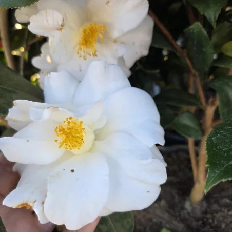 Camellia japonica ‘Triphoza’ 70–80 cm – Camelia Japoneză cu Flori Albe | Arbust Veșnic Verde pentru Grădină