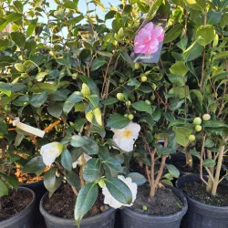Camellia japonica ‘Triphoza’ 70–80 cm – Camelia Japoneză cu Flori Albe | Arbust Veșnic Verde pentru Grădină