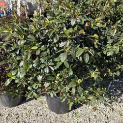 Azalea ‘Autumn Twist’ Encore® superb 30l – Azalee Japoneză cu Flori Roz-Alb | Arbust Ornamental cu Înflorire Repetată