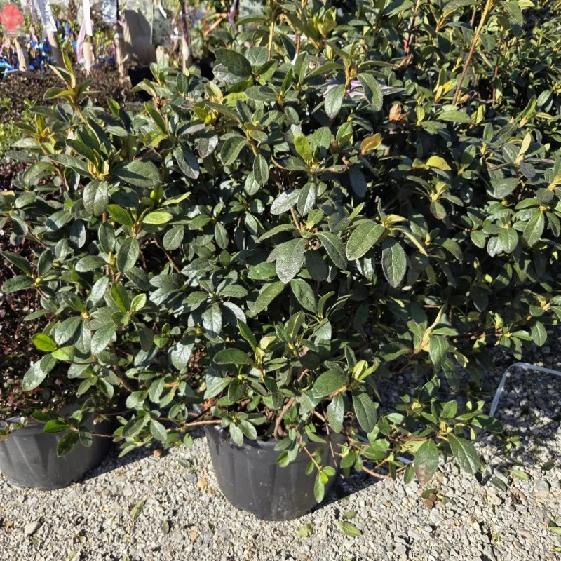 Azalea ‘Autumn Twist’ Encore® superb 30l – Azalee Japoneză cu Flori Roz-Alb | Arbust Ornamental cu Înflorire Repetată