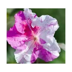 Azalea ‘Autumn Twist’ Encore® superb 30l – Azalee Japoneză cu Flori Roz-Alb | Arbust Ornamental cu Înflorire Repetată
