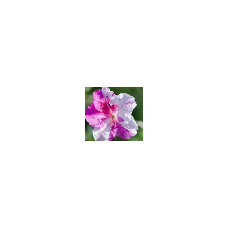 Azalea ‘Autumn Twist’ Encore® superb 30l – Azalee Japoneză cu Flori Roz-Alb | Arbust Ornamental cu Înflorire Repetată