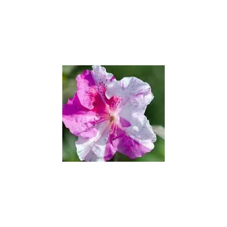 Azalea ‘Autumn Twist’ Encore® superb 30l – Azalee Japoneză cu Flori Roz-Alb | Arbust Ornamental cu Înflorire Repetată