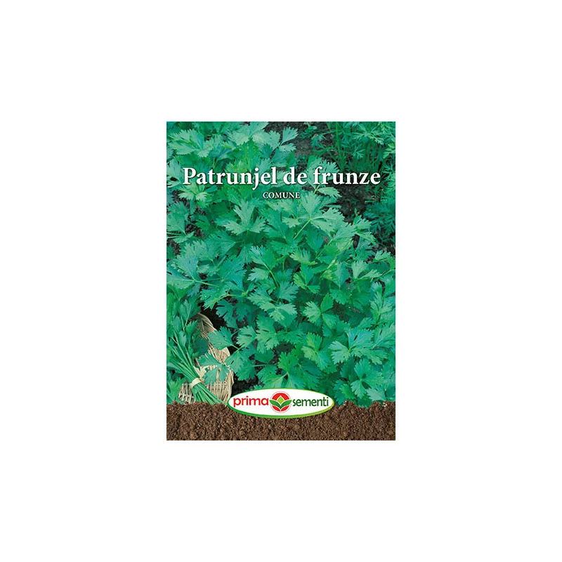 Seminte patrunjel de frunze Comune