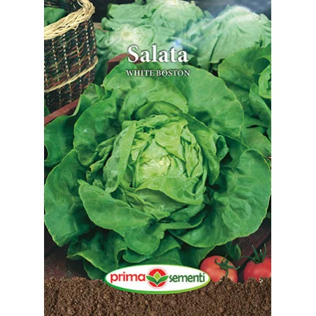Seminte de salata White Boston