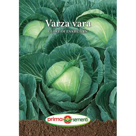 Seminte de varza vara Glory of Enkhuizen