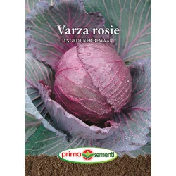 Seminte de varza rosie Langedijker Bewaar 2