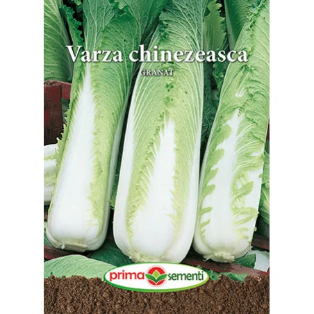 Seminte de varza chinezeasca Granat