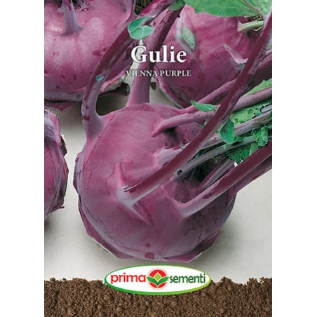 Seminte de gulie Vienna Purple