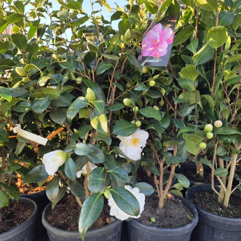 Camellia japonica 80..100 cm – Camelia Japoneză cu Flori ROZ | Arbust Veșnic Verde pentru Grădină