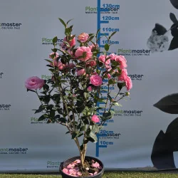 Camellia japonica 80..100 cm – Camelia Japoneză cu Flori ROZ | Arbust Veșnic Verde pentru Grădină