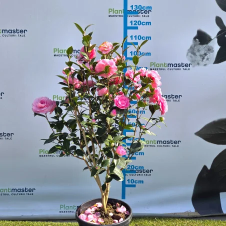 Camellia japonica 80..100 cm – Camelia Japoneză cu Flori ROZ | Arbust Veșnic Verde pentru Grădină