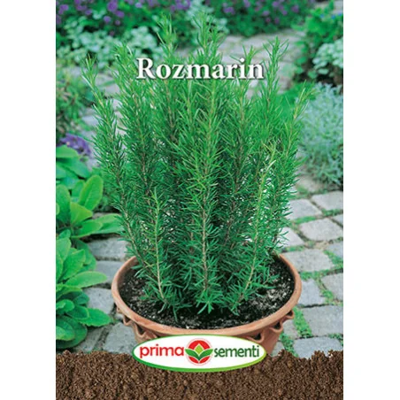 Seminte de Rozmarin